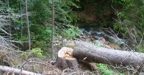 Незаконна сеч разкри кражба на 20 кубика дърва