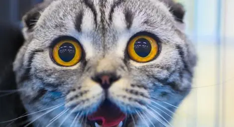 Защо котките се плашат от краставици?