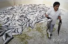 Четири храни за гениалност на детето ви