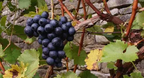 Лозарите очакват отлична реколта Лозарите очакват отлична реколта