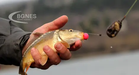 Консумацията на риба от реки и езера е равносилна на месец пиене на замърсена вода