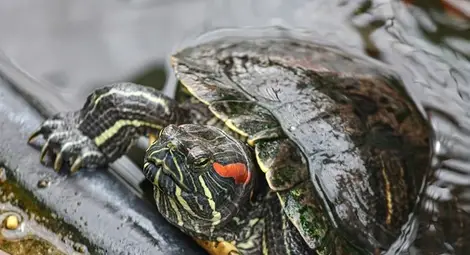 Червенобуза костенурка СНИМКА: pixabay