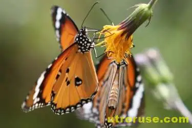 Откриха по какво се ориентират пеперудите Откриха по какво се ориентират пеперудите