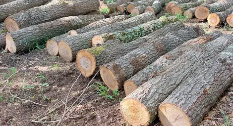 1112 проверки извършени в горите на Централна Северна България през февруари