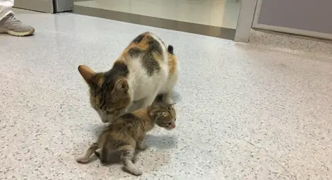 Улична котка търси помощ в Спешното за малкото си Улична котка търси помощ в Спешното за малкото си