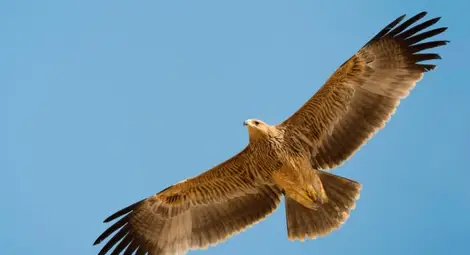 Нов случай на застрелян царски орел