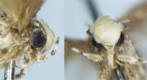 Новооткрит малък молец е наречен на Доналд Тръмп