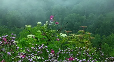 Лятото у нас ще е като в тропиците - превалявания и жеги