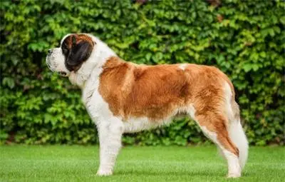 В Швейцария забраниха снимките със санбернари