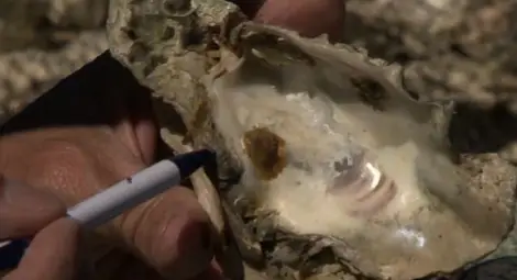 Гигантска стрида стана световен рекордьор