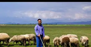 Животновъдите ще получават пасища и мери без търг