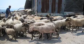 Днес започва изплащането на субсидиите за животновъди