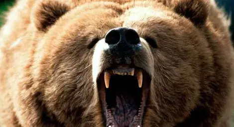 "Четири лапи" разкрива незаконни боеве с мечки в Украйна