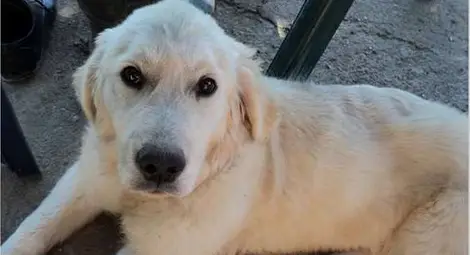 Дават парична награда за изгубената в Касева чешма Лара