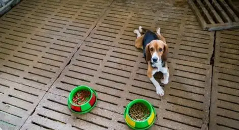 Турция забранява продажбата на кучета в зоомагазини