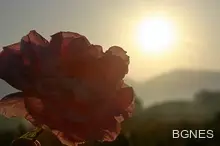 ЕК одобри "Българско розово масло" за защитено географско наименование