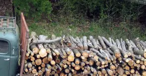 Горски и митничари спряха износ на бракониерска дървесина за Румъния