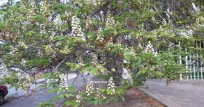 Вишни и череши масово цъфтят в Червена вода