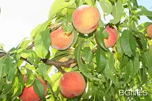 Паника сред гръцките земеделци заради ембаргото от Русия Паника сред гръцките земеделци заради ембаргото от Русия