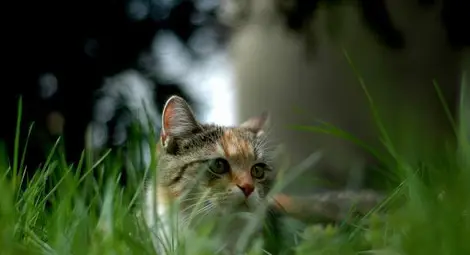 Австралия обяви тотална война на котките