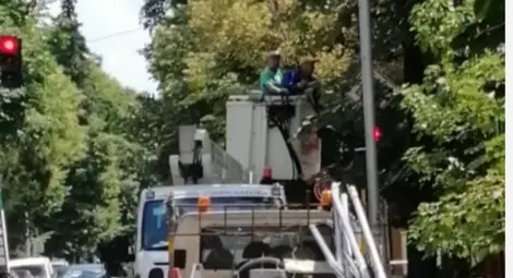 Община Стара Загора започна дейности по повдигане короните на дърветата