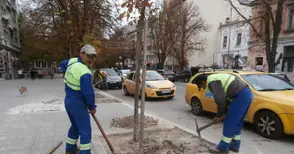 Къртят бетона, задушаващ дърветата по „Борисова“