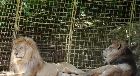 Разградските лъвове Блеки и Жора се преселват в Африка