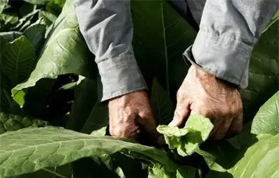 Днес изтича срокът за тютюнопроизводителите да се регистрират за референтен период