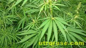 Холандски град готов да пусне официални плантации за канабис Холандски град готов да пусне официални плантации за канабис