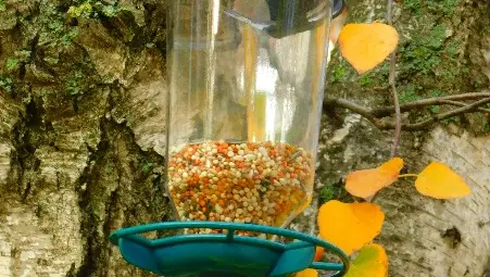 Екопроект превърна в рай за птиците русенската детска градина "Радост" /галерия/