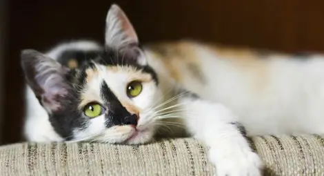 Котката, спасила дете от куче, стана звезда и на бейзболен мач Котката, спасила дете от куче, стана звезда и на бейзболен мач