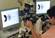 Откриха как да влияете върху пола на бебето Откриха как да влияете върху пола на бебето