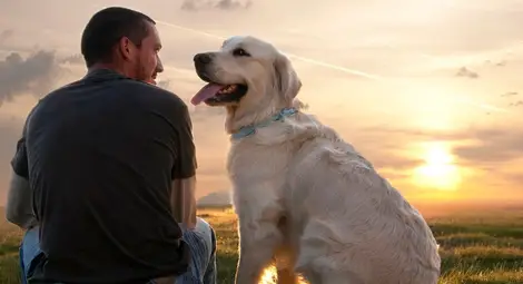 Община Русе: Собствениците на кучета в блоковете са длъжни да ги регистрират при домоуправителите Община Русе: Собствениците на кучета в блоковете са длъжни да ги регистрират при домоуправителите