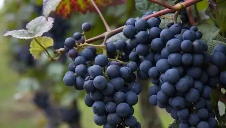 От 17 ноември лозаро-винарите могат да кандидатстват за подпомагане