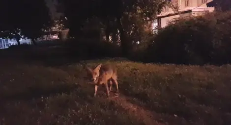 Дружелюбна лисица обикаля из Русе Дружелюбна лисица обикаля из Русе