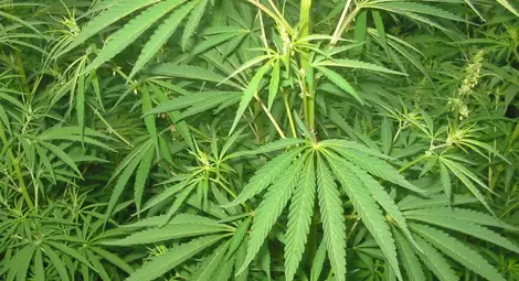 Полицията в Бари конфискува 1550 кг марихуана от Албания