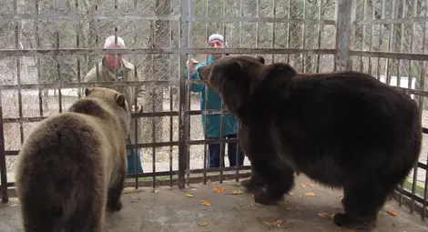 Подобряват спешно условията за живот на мечките в Лесопарка