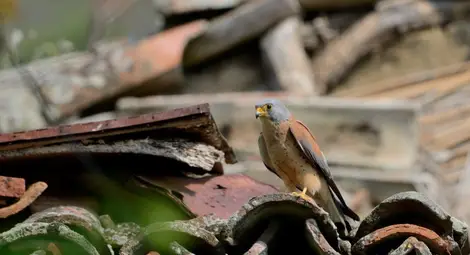 Редки белошипи ветрушки гнездят в "Лукойл Нефтохим Бургас"