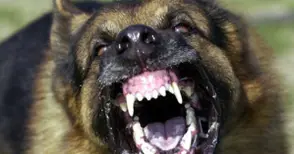 Агресивен уличен пес нападнал жена, защитила кученцето си