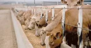 Фонд „Земеделие“ ще подпомогне над 26 000 животновъди