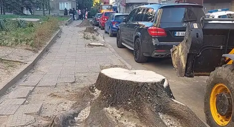 Резолюция с подпис връща в съда казуса с отсечените дърветата по „Муткурова“ Резолюция с подпис връща в съда казуса с отсечените дърветата по „Муткурова“