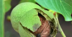 Семинар учи овощари на тънкости в отглеждането на черупчести плодове