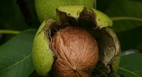 Удължават срока за наемане  на общинска орехова градина