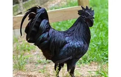 Най-скъпият петел в света е абсолютно черен - и отвън, и отвътре