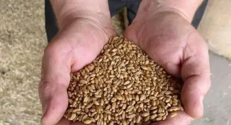 Предвиждат с 20-30% по-ниски цени  на зърното от новата реколта