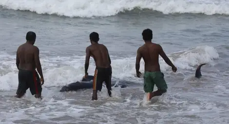 Спасиха 120 кита, заседнали в Шри Ланка