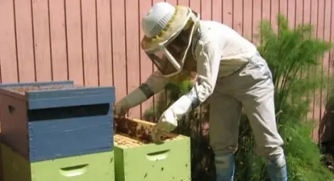 Пчелар обяви рекордна награда за залавянето на крадец