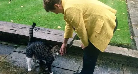 Кристалина се сгъна от тежестта на исполински котарак 