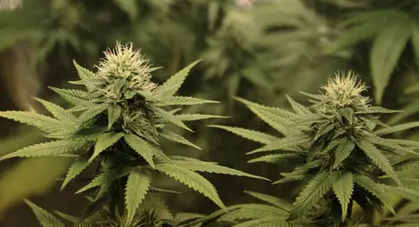 Изследване: Канабисът предпазва от коронавирус