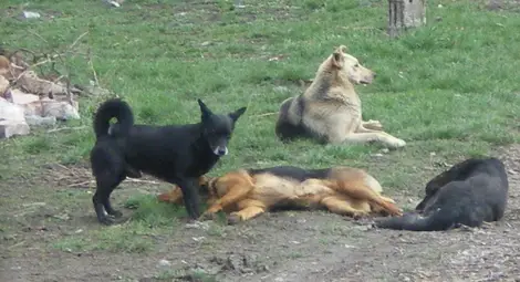 Готвят национална програма за овладяване на популацията от безстопанствени кучета